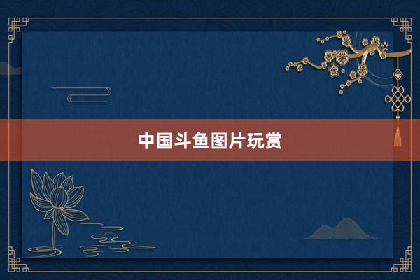 中国斗鱼图片玩赏